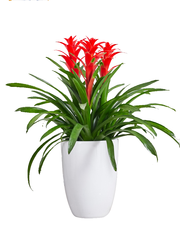 a9dcc96652dc556a7fefb883b3bd894c880fc27969a58-iyzOog