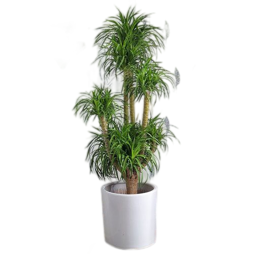 多层龙血树