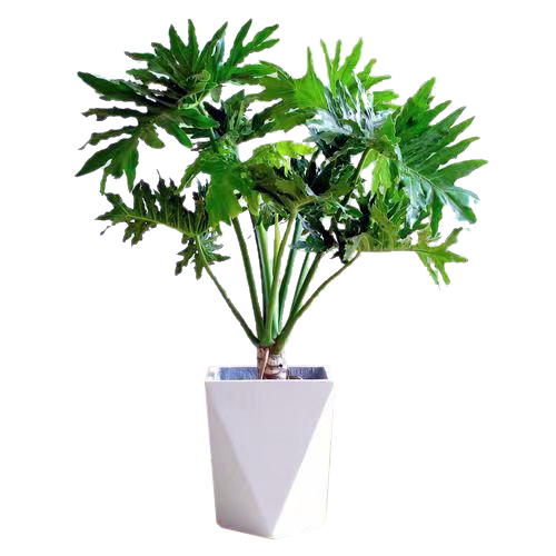 春羽三角水泥盆