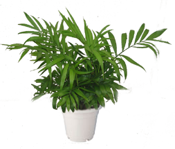袖珍椰子小白盆