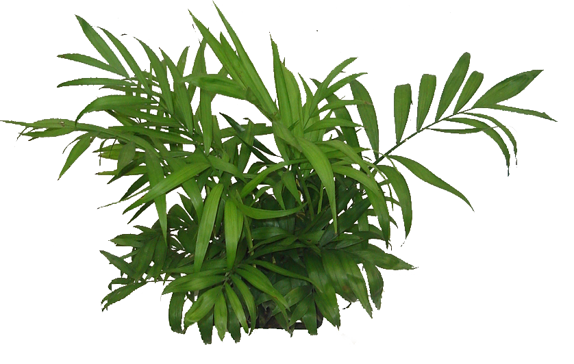 袖珍椰子无盆