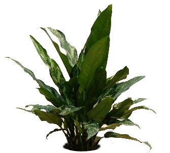 黑美人无盆