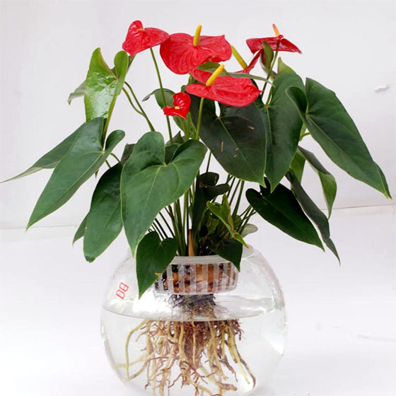 水培的红掌