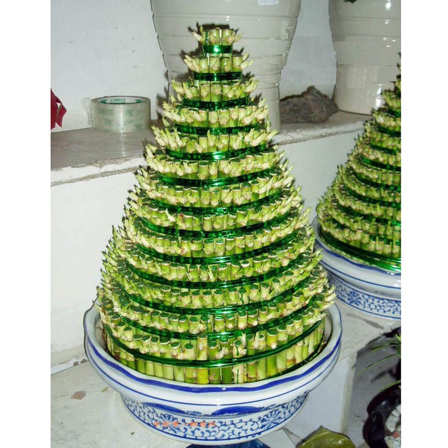 13层开运竹-成渝万网上预购水养植物招财进宝吉祥如意