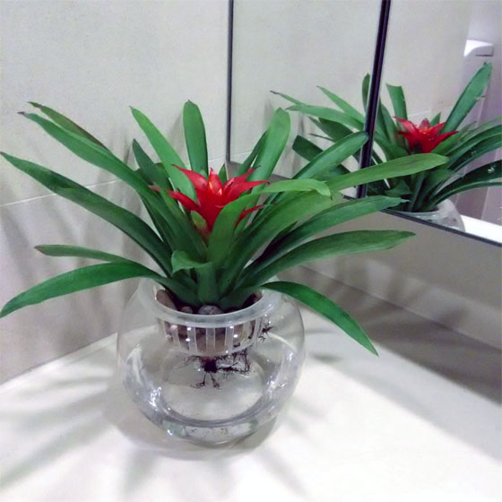 水养小红星凤梨