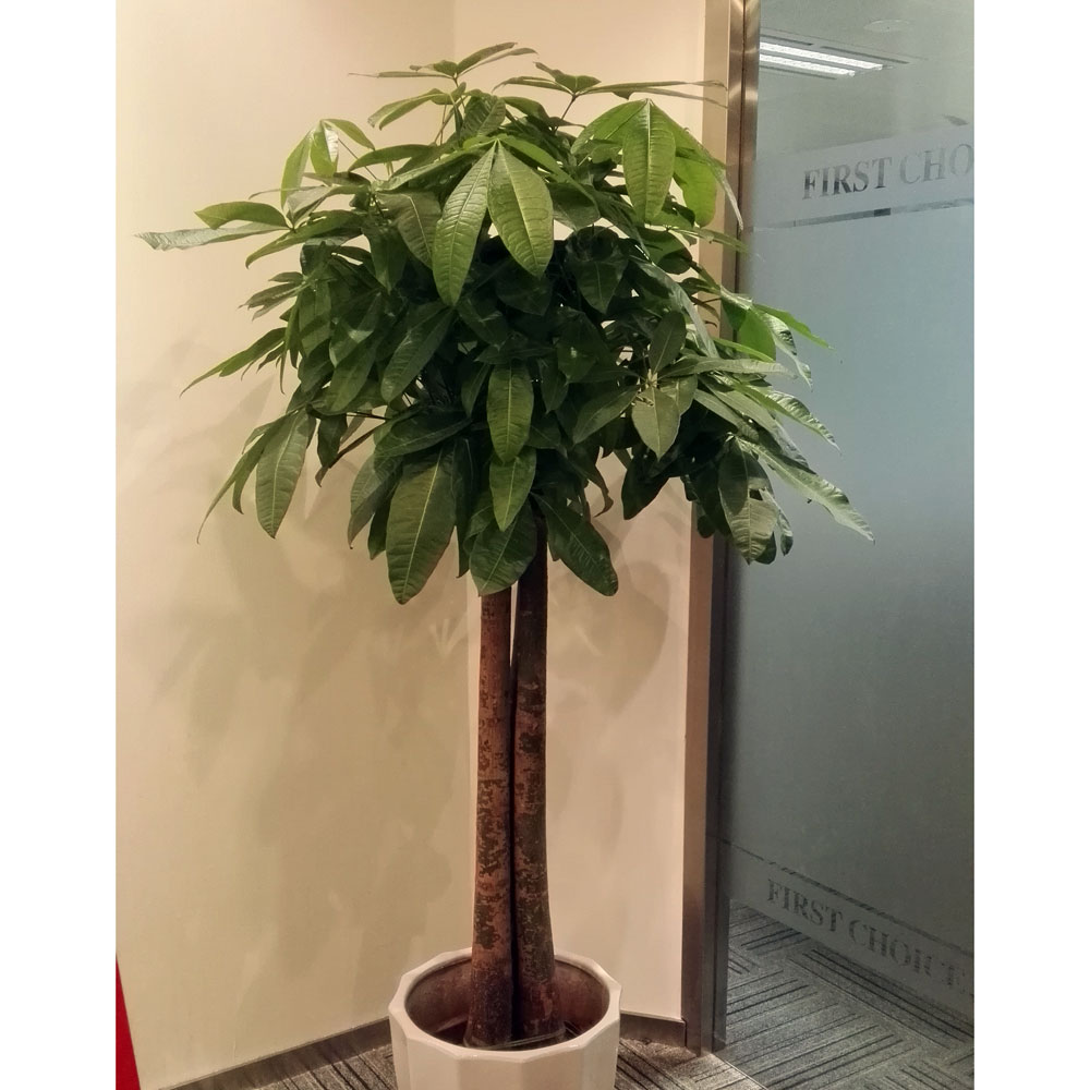 三杆平头发财树-四川都江堰三株组合发财树陶瓷花盆租售