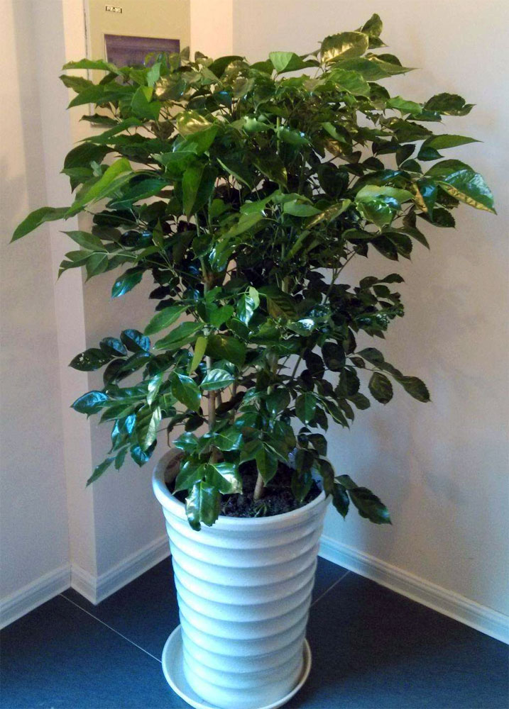 多枝绿宝-越冬植物室外工程景观植物江北嘴力帆中心