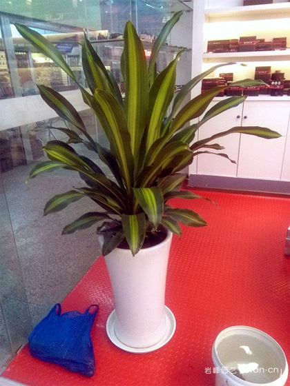 金心也门铁大盆