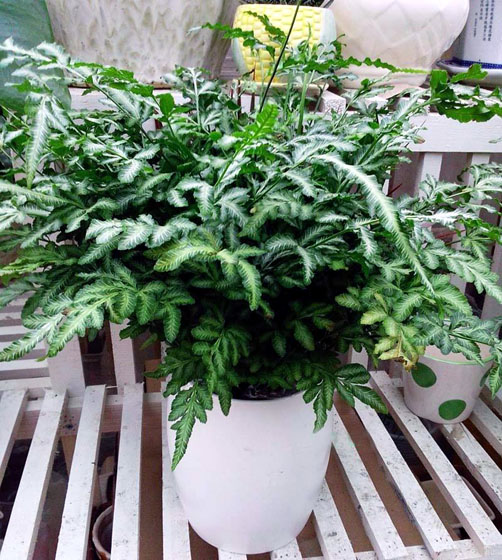 吉利红如意小盆栽