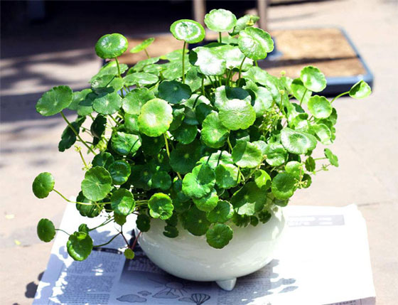 金心也门铁大盆