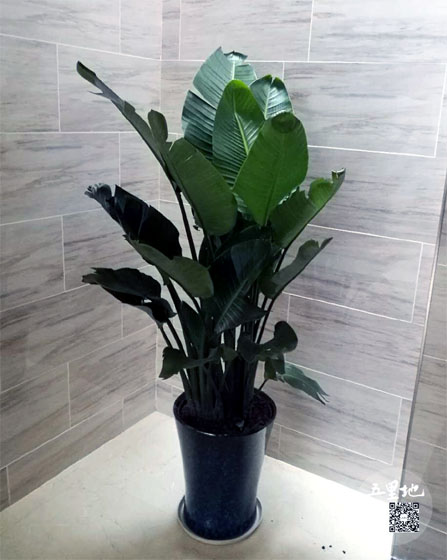 天堂鸟(鹤望兰)