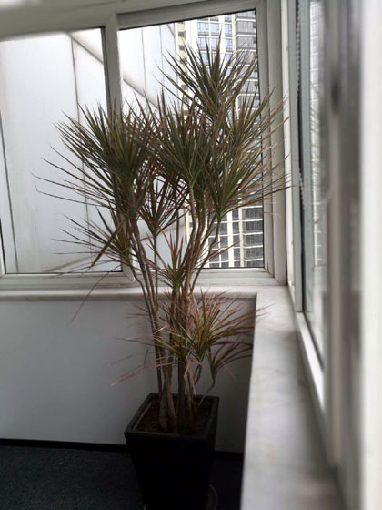 大型马尾铁盆栽