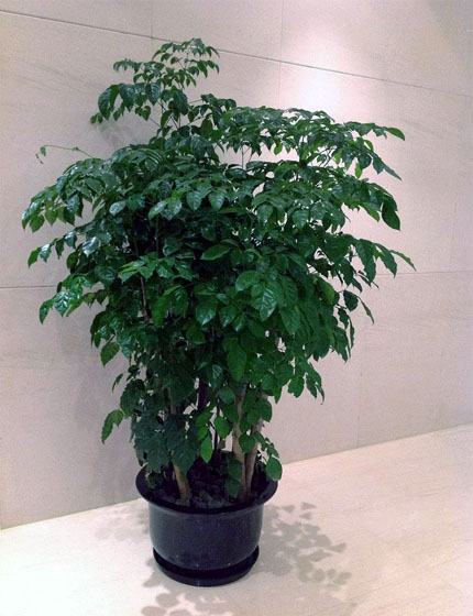 绿宝树加大盆