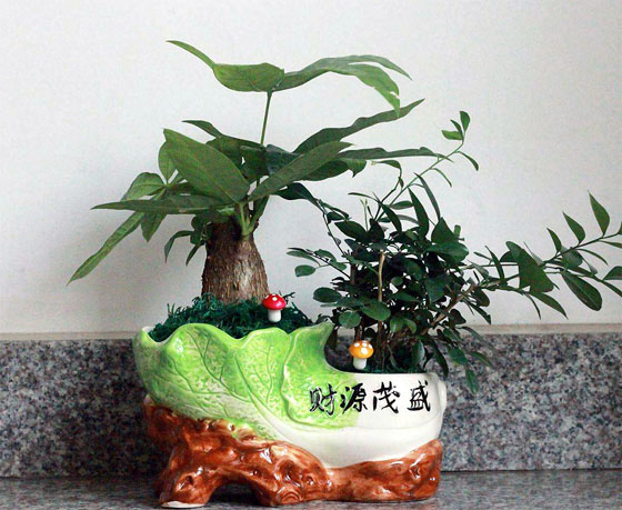 发财树双盆组合盆栽
