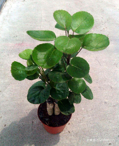小盆福禄桐