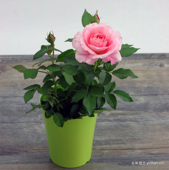 玫瑰小盆栽