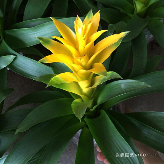 黄色凤梨花
