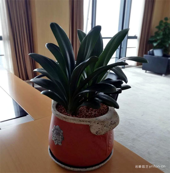 君子兰2株组合盆栽