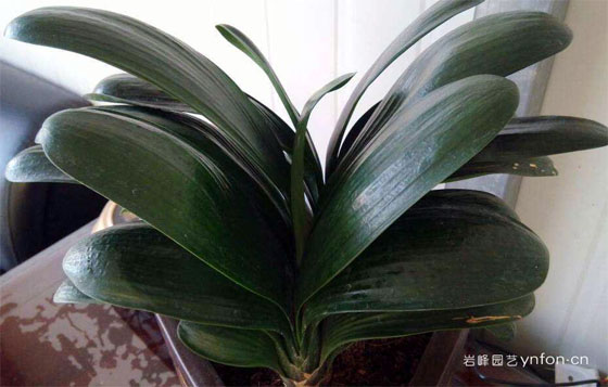 小君子兰2株组合