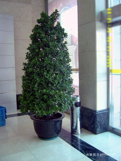 塔形特大摇钱树