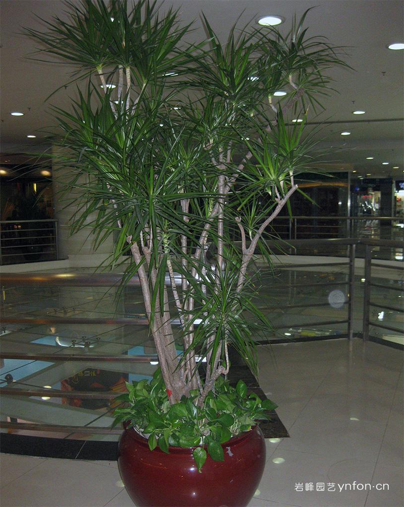 大型马尾铁-高挑大厅高档盆栽绿色植物