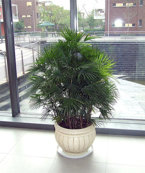 特大盆栽棕竹