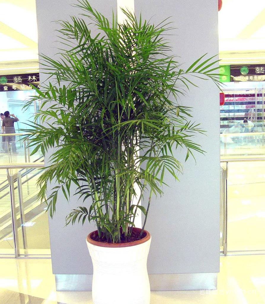 夏威夷椰子-重庆成都万州室外植物热带植物询价采购