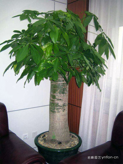 特大粗杆发财树