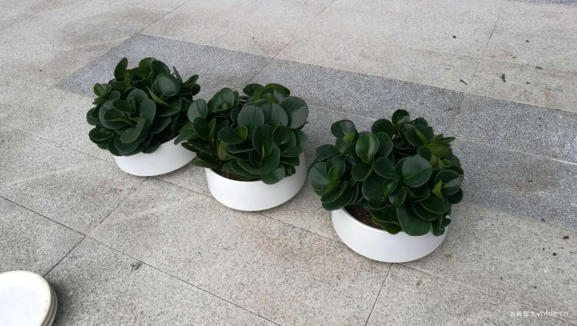 碧玉组合-老总办公室圆叶组合盆栽