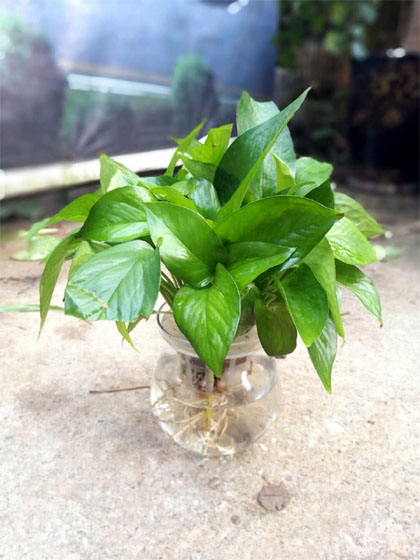 水培小绿萝