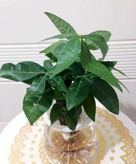 水培小发财树