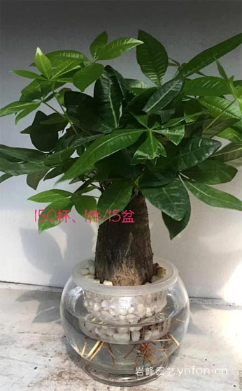 水培大号发财树
