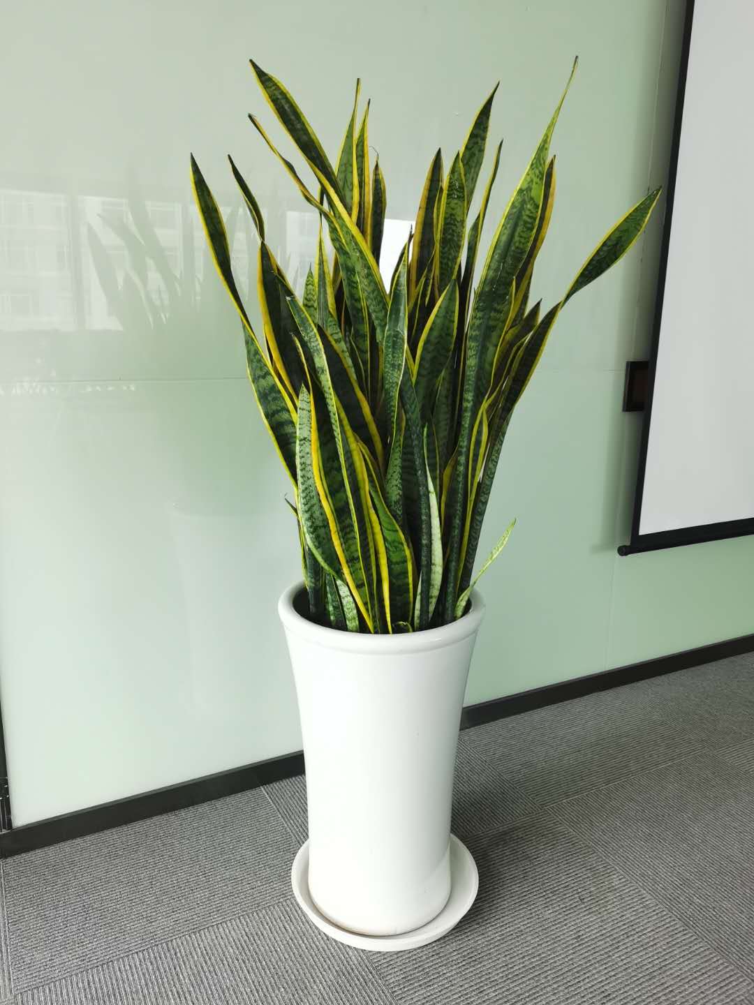 长条虎皮兰大盆