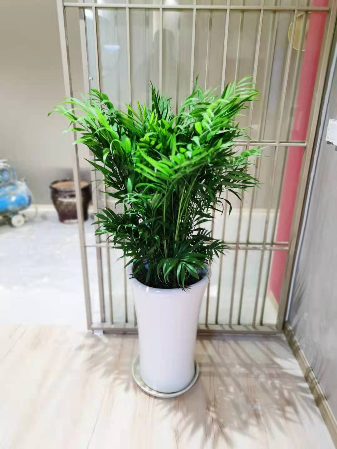 高盆大袖珍椰子