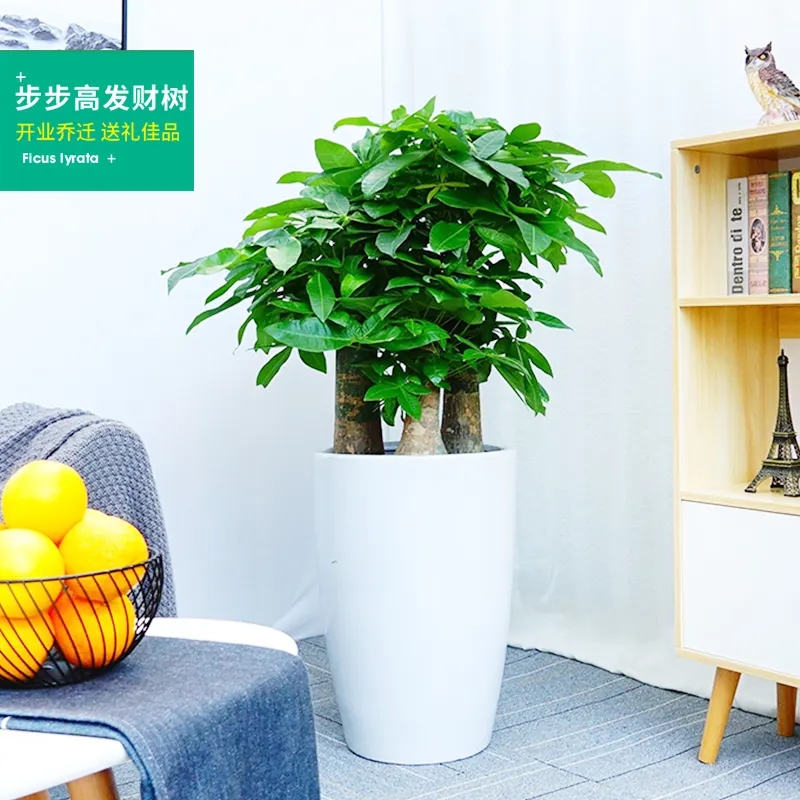 高盆三株发材树